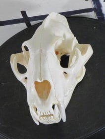 *TEXAS RESIDENTS ONLY* XL LEOPARD Skull with All its Teeth and a Wired Jaw