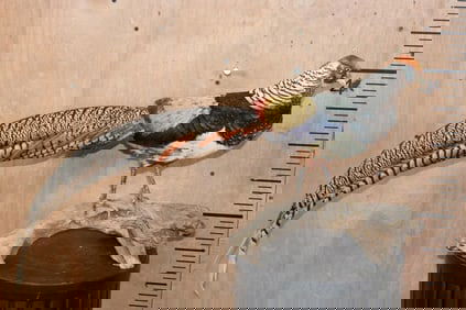 LADY AMHERST'S PHEASANT on a Driftwood Base