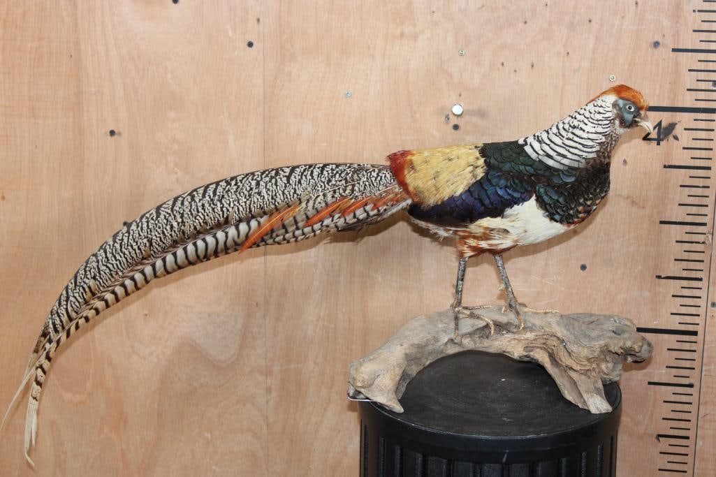 LADY AMHERST'S PHEASANT on a Driftwood Base: Beautiful and Vibrant LADY AMHERT'S PHEASANT. It is displayed on a Driftwood Base, the Total Mount measures 37" Long x 12" Wide x 15" Tall. It is in Very Good Condition. TAXIDERMY BIRDS 
