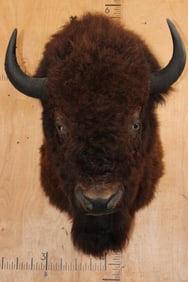 XXL BUFFALO or BISON Shoulder Mount