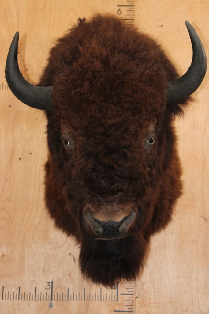 XXL BUFFALO or BISON Shoulder Mount: Very Nice, Clean, and Newer XXL BUFFALO or BISON Shoulder Mount. It has a 29.5" Spread is in Very Good Condition. TAXIDERMY 