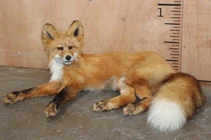 Life-sized Laying or Freestanding RED FOX