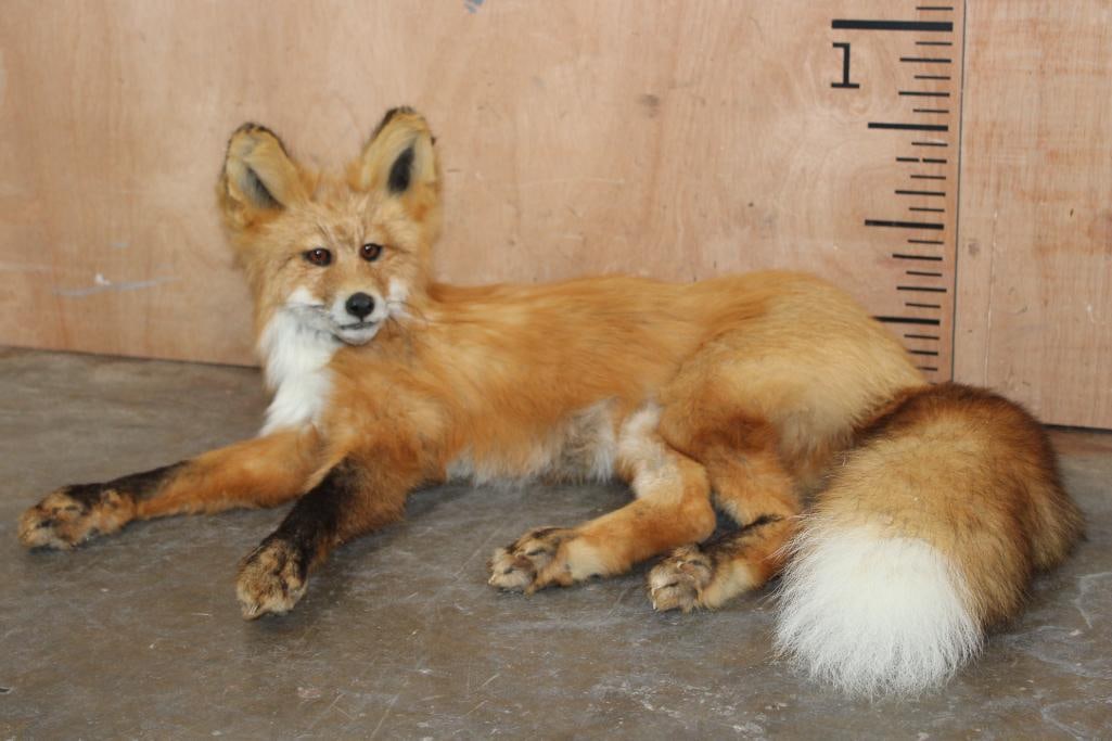 Life-sized Laying or Freestanding RED FOX: Very Nice, Clean, and Newer Life-sized Laying or Freestanding RED FOX. It was Taken in Silver Creek, GA in 1982 and measures 28" Long x 21" Wide x 11" Tall. It is in Good Condition. TAXIDERMY