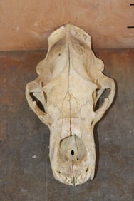Big POLAR BEAR Skull
