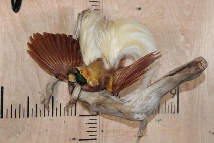 Male BIRD OF PARADISE Perched on Driftwood