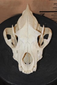 Big HYENA Skull with All its Teeth and a Wired Jaw