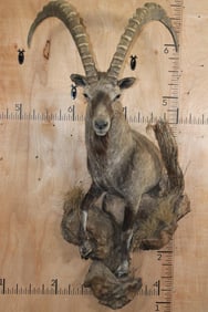 XL Half-body IBEX on a Rocky Wall Hanging Base