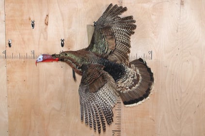 Life-sized Flying TURKEY Tom on a Driftwood Wall Hanger