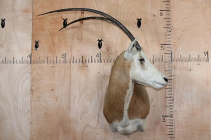 *TEXAS RESIDENTS ONLY* SCIMITAR HORNED ORYX Shoulder Mount