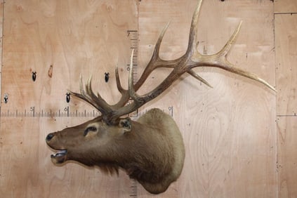 XXL 13-Point Bugling ELK Shoulder Mount