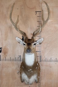 AXIS DEER Shoulder Mount in Velvet