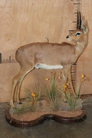 Big Life-sized STEENBOK on a Decorative Wood Base