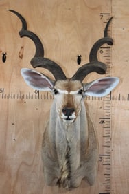 Big KUDU Shoulder Mount
