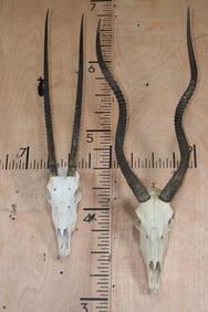 *TEXAS RESIDENTS ONLY* (1) SCIMITAR HORNED ORYX and (1) ADDAX Skull