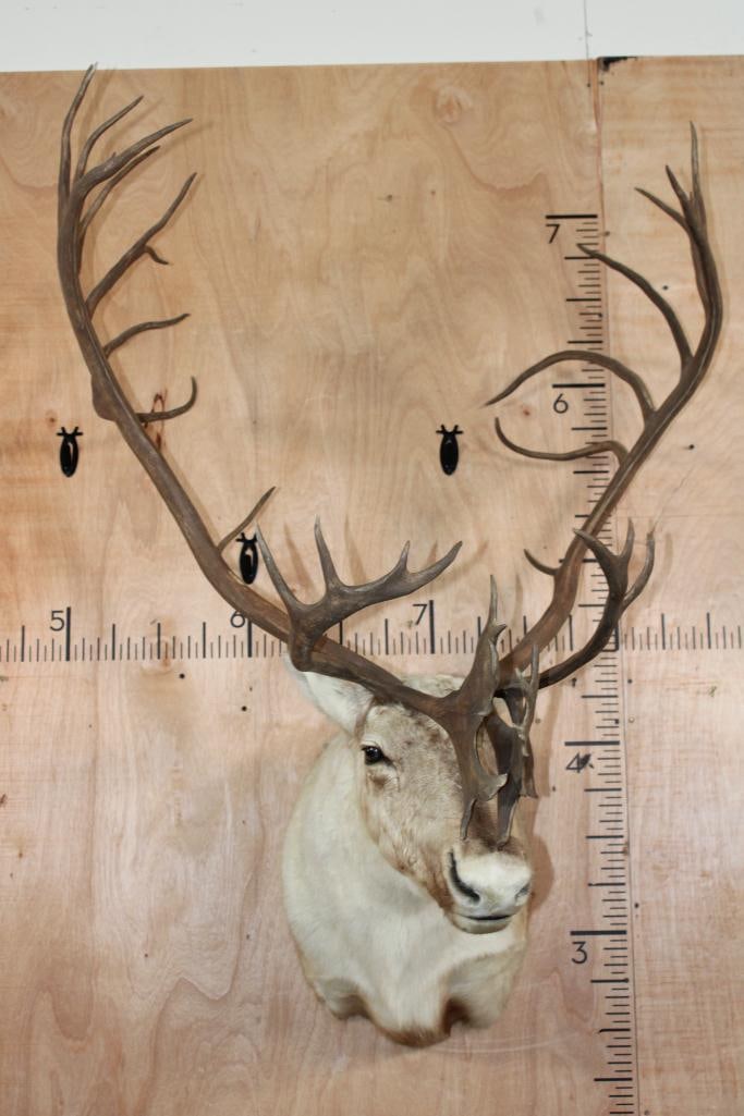 XXL Double Shovel CARIBOU Shoulder Mount (1 of 9)