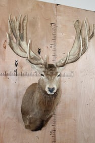 XXL 28-Point RED STAG Shoulder Mount with a Heavy Rack