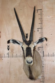 *TEXAS RESIDENTS ONLY* FRINGE-EARED ORYX Shoulder Mount