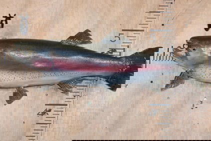 Big 30" Long Reproduction RAINBOW TROUT Fish Mount