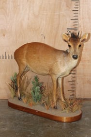Life-sized RED DUIKER on a Decorative Base