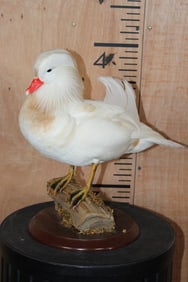 WHITE MANDARIN DUCK Mounted on a Natural Wood Log and Wood Plaque Base