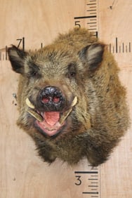 RUSSIAN BOAR Shoulder Mount