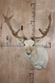 XXL 22-Point WHITE FALLOW DEER Shoulder Mount with Heavy Palms