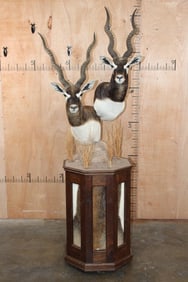 Double BLACKBUCK Pedestal Mount