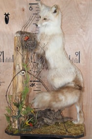 Life-sized Fire and Ice CROSS FOX Taken in Alaska