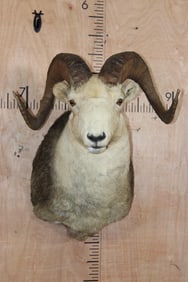 STONE SHEEP Shoulder Mount