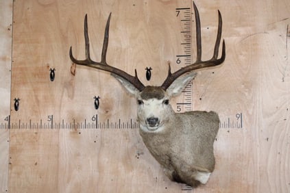 Big 8-Point MULE DEER Wall Pedestal