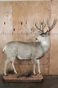 Life-sized MULE DEER on a Lightweight Base with Wheels