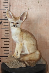 Life-sized FENNEC FOX on a Natural Wood Slice Base