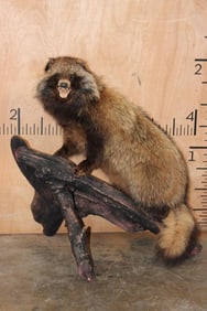 Life-sized TANUKI or JAPANESE RACCOON DOG on a Log