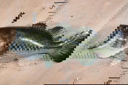 Massive Reproduction LARGE MOUTH BASS Fish Mount