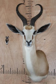Big SPRINGBOK Shoulder Mount