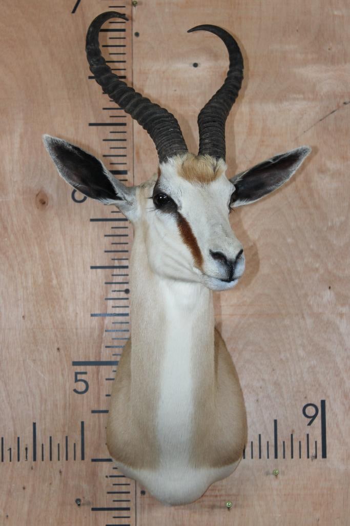 Big SPRINGBOK Shoulder Mount - 2