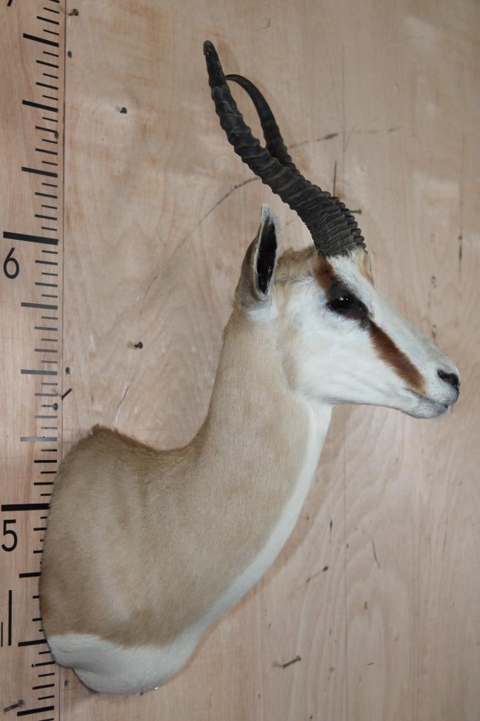 Big SPRINGBOK Shoulder Mount - 3