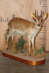 *Rarely Seen* Life-sized SUNI on a Decorative Base