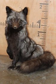 Life-sized Freestanding SILVER FOX