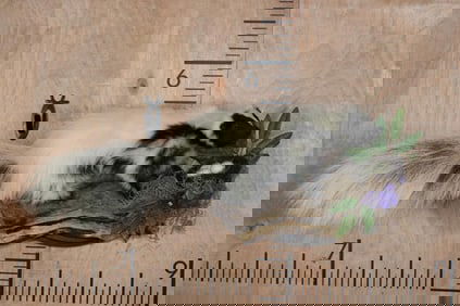 Life-sized Skunk on a Decorative Wall Hanging Plaque