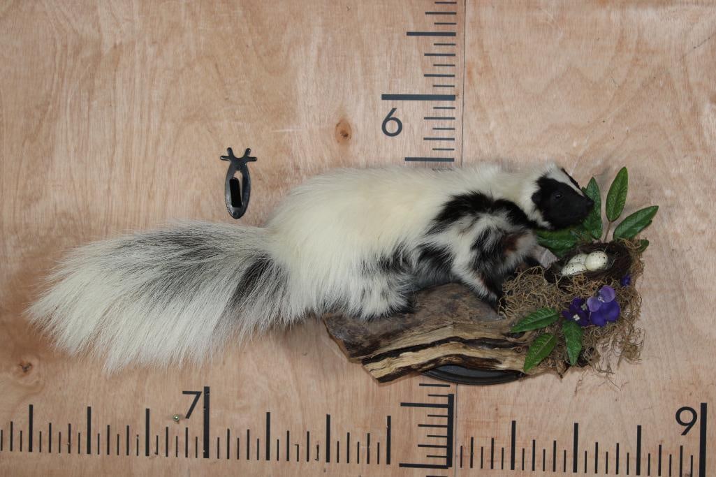 Life-sized Skunk on a Decorative Wall Hanging Plaque: Nice Life-sized Skunk mounted on a Wall Hanging Plaque. It measures 25" Long x 11" Tall x 12" Depth (from the wall). This is a cute little stinker in Good Condition. TAXIDERMY 