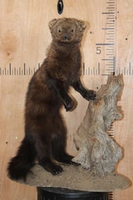 Life-sized FISHER with a Natural Wood Post