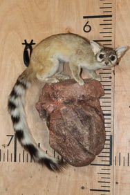 Life-sized RINGTAIL or RINGTAIL CAT on a Foam Rock Base