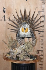 GREATER SAGE-GROUSE in Full Strut on a Decorative Wood Display