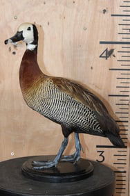 White-faced WHISTLING DUCK on a Wood Plaque