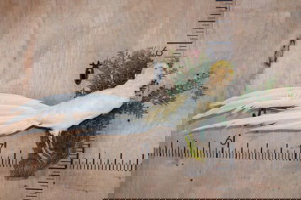 PEACH GOLDEN PHEASANT on a Decorative Wood Perch Base