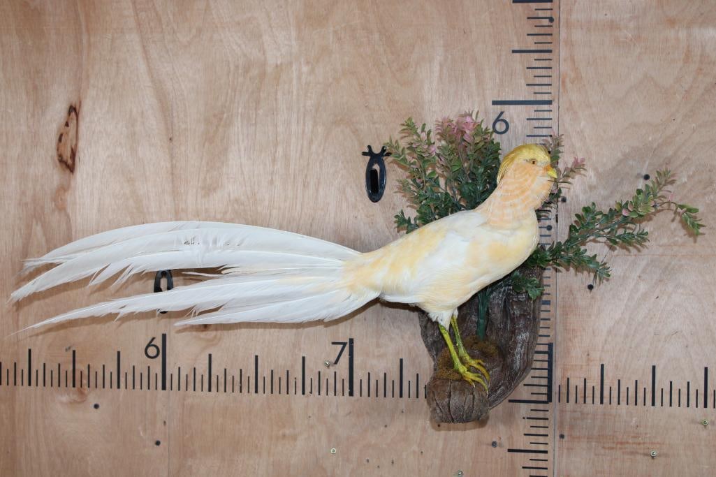 PEACH GOLDEN PHEASANT on a Decorative Wood Perch Base: Absolutely Beautiful rare variation Male PEACH GOLDEN PHEASANT. This is a Very Nice mount in Good Condition. It is on a Decorative Wood Perch Base, the Total Mount measures 36" Long x 20" Tall x 11"