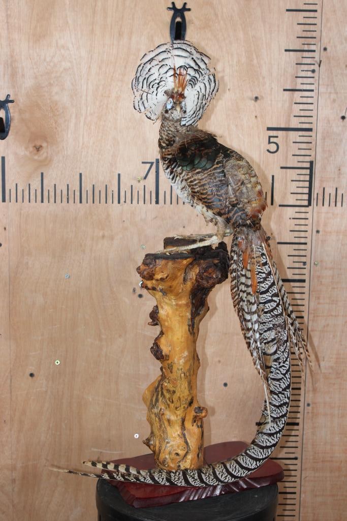 Male LADY AMHERST'S PHEASANT on a Wood Base: Beautiful Life-sized Male LADY AMHERST'S PHEASANT from China. It is mounted on a very nice Wood Base with a real branch. It measures 13" Long x 8" Wide x 30" Tall and is in Very Good Condition.
