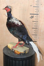SWINHOE'S PHEASANT or "Taiwan Blue Pheasant" on a Natural Wood Base