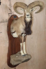 Big Half-body Armenian Urial Cross SHEEP RAM